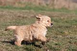 GOLDEN RETRIEVER 054